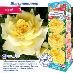 Роза Штернталлер (Шраб) 1шт