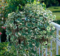 Будра плющелистная варигатная - 1000корней фото 2