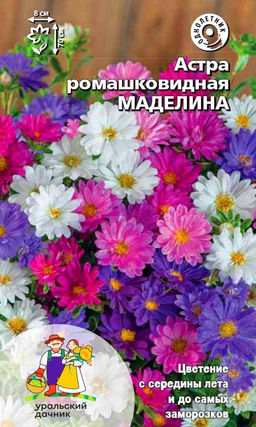 Астра МАДЕЛИНА ромашковидный тип!