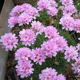 Армерия дернистая (смесь) 1 год ЗКС тара 0,5л