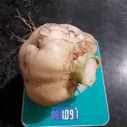 Репа РУССКИЙ ДЕЛИКАТЕС  Выдающиеся вкусовые качества! - Уральский дачник фото 4