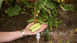 Огурец партенокарпический Герольд - Партнер фото 5