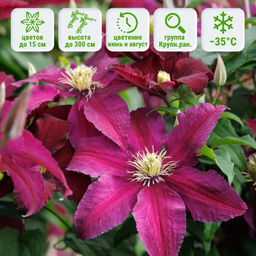 Клематис Ниобе - Долина роз фото 5