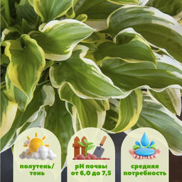 Хоста Со Свит