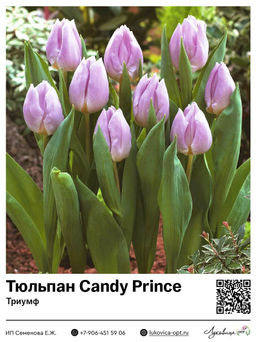 Тюльпан Candy Prince (Триумф)