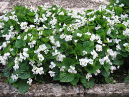 Фиалка мотыльковая белая