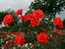 Роза Салита