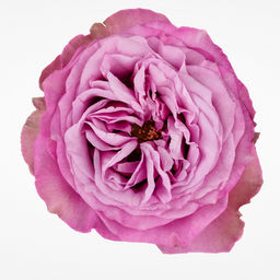 R231 КВИНС КРАУН