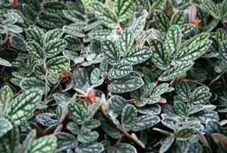 Пеллиония прекрасная, горшок С2