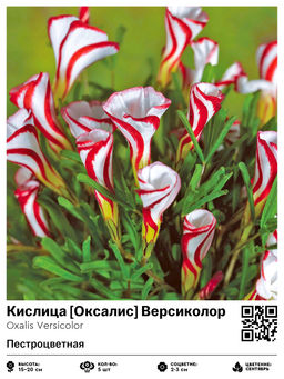 Кислица Оксалис Версиколор (Пестроцветная)