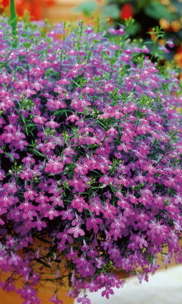 Лобелия ампельная РЕГАТТА РОЗОВАЯ Цветение на 2 недели раньше стандартных сортов!