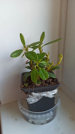 Рододендрон Скарлет Вондер