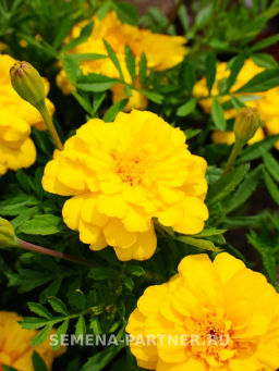 Бархатцы отклоненные Одри Еллоу - Партнер фото 3