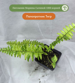 Папоротник Тигр