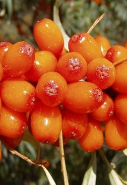 Облепиха Жемчужница (коробка) 1шт