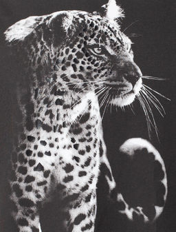 VILATTE / Футболка из премиального хлопка с фотопринтом фото 2