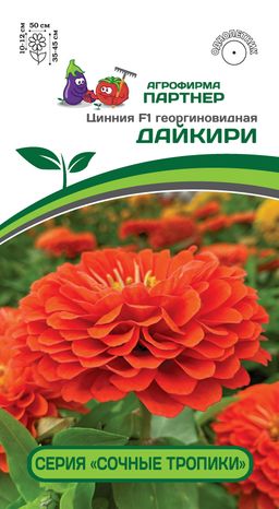 Цинния георгиновидная Сочные тропики Дайкири
