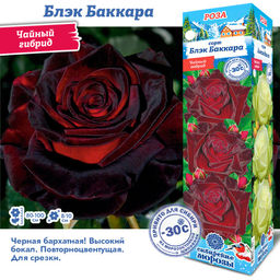 Роза Блэк Баккара (Чайно-гибридная) 1шт