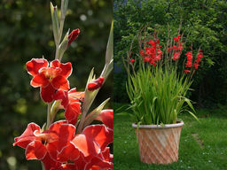 Гладиолус нанус Atom (Атом) 5шт