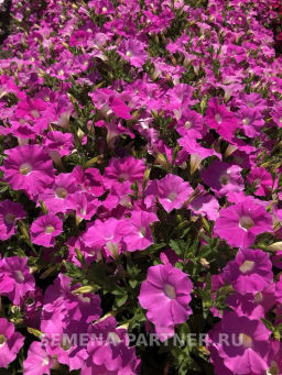 Петуния МиМи Николь каскадная византийский розовый - Партнер фото 4