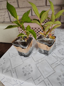 Вейгела розовая