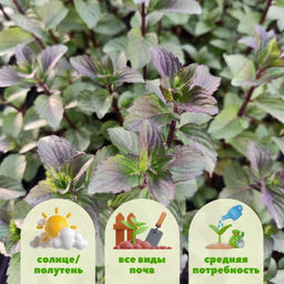 Мята Тайская