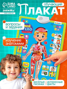 Обучающий плакат «Изучаем анатомию: Моё тело»
