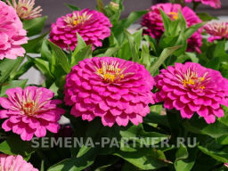 Цинния георгиновидная Сочные тропики Примавера - Партнер фото 6