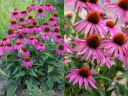 Эхинацея пурпурная