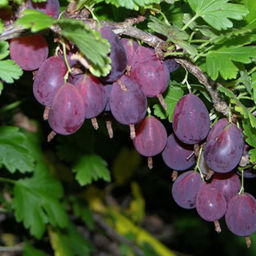 Крыжовник Черносливовый(малошипный) (30-50см, 2х летний)