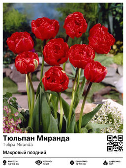Тюльпан Miranda (Махровый поздний) - Голландские луковицы фото 2