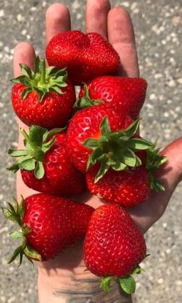 Земляника ДИВО ДИВНОЕ Ремонтантный, крупноплодный сорт!