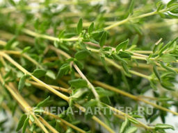 Тимьян Радужный - Партнер фото 4