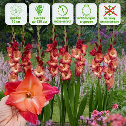 Гладиолус Окасо 5 шт