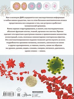 Анатомия - Аст фото 2