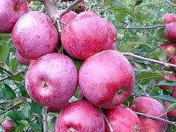 Яблоня Флорина