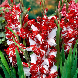 ГЛАДИОЛУС Зизани Разбор 10/12 Кол-во упак., шт 10