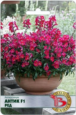 Антиринум Антик F1 Ред