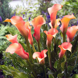 КАЛЛА Камео Разбор 12/14 Кол-во упак., шт 2