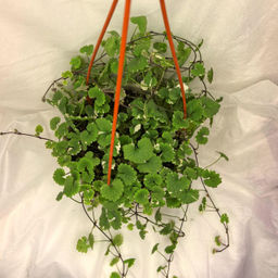 Будра плющелистная варигатная