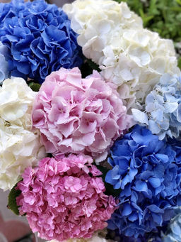 Гортензия микс без выбора сорта