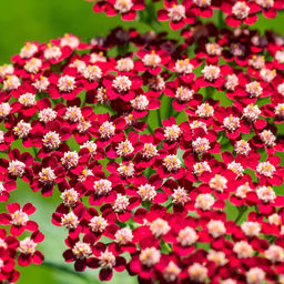 Тысячелистник Laura - Голландские луковицы фото 2