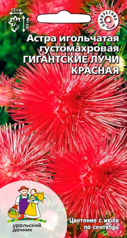Астра ГИГАНТСКИЕ ЛУЧИ КРАСНАЯ