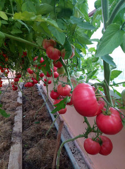 Томат ЗЛАТОУСТ коллекция Татьяны Штайнерт Авторская селекция - Уральский дачник фото 7