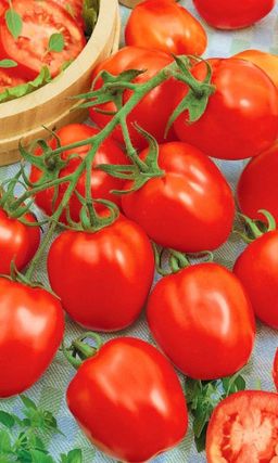 Томат ЭЛЕГАНТ Богатый урожай! Ценные засолочные качества! Плоды устойчивы к растрескиванию!