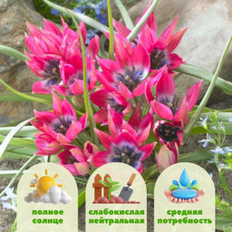 Тюльпан Литл Бьюти