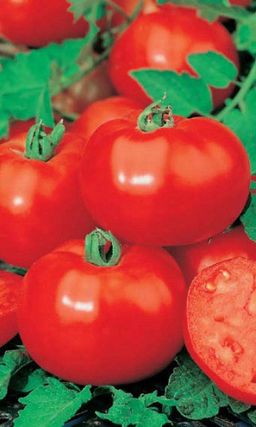 Томат ЗОЛУШКА Пластичный! Очень урожайный! Вкус превосходный: сладкие, сочные, не пожалеешь! Устойчив к фитофторе! - Уральский дачник фото 2