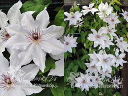 Клематис Snow Queen (Сноу Квин)