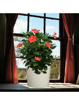 Горшок для цветов 12,2л d266 h263мм молочный GENIU - Полимербыт фото 2