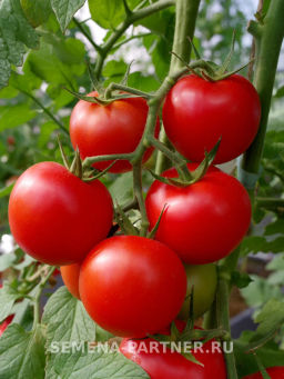 Томат Ахмар - Партнер фото 4